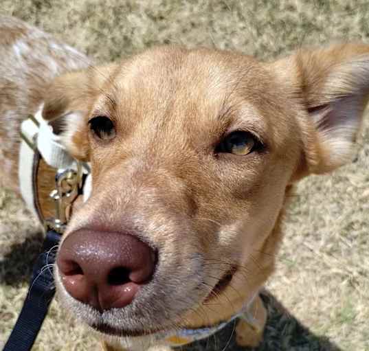 Photo of Chilli