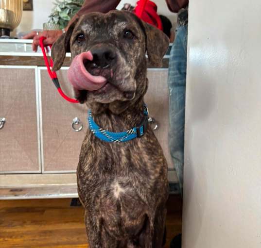 Photo of LOUIE