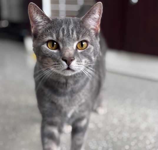Photo of Smokey 1