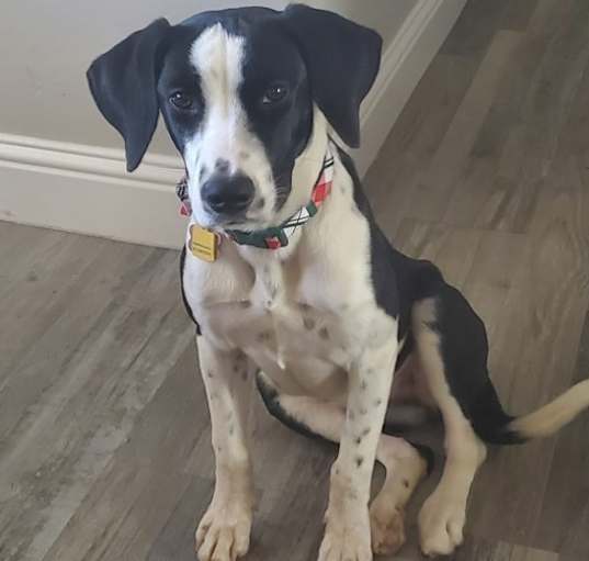 Photo of Millie