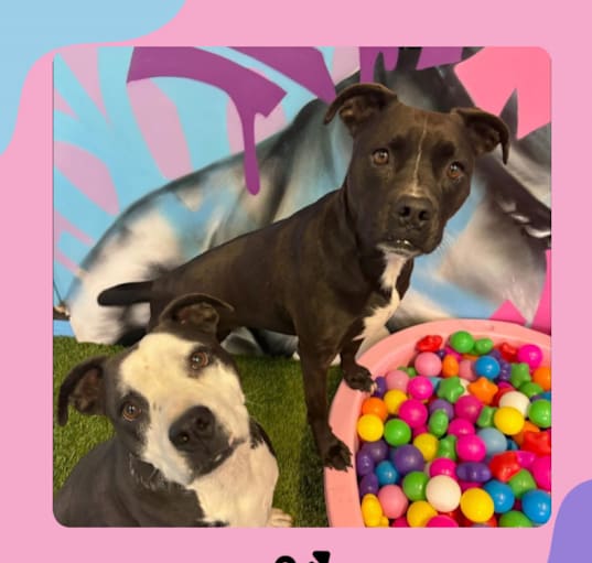 Photo of **Bonded Pair** Lexi & Libby