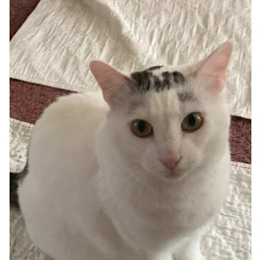 Photo of Elijah  (Special adoption fee $50!)