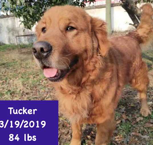 Photo of Tucker