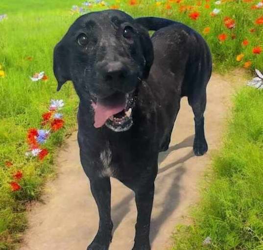 Photo of Violet ***RESCUE CENTER***