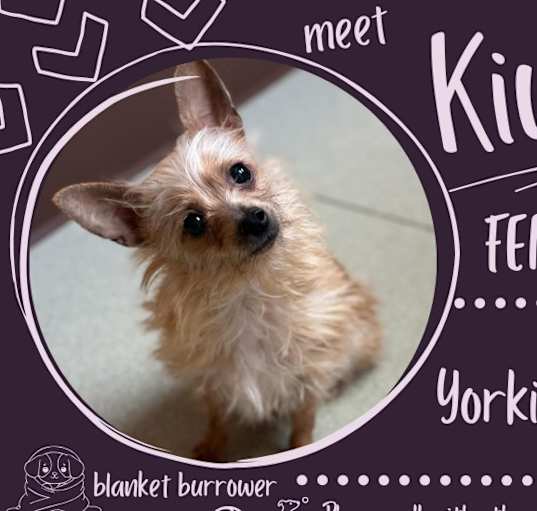 Photo of Kiwi