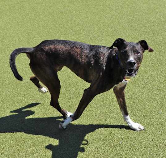 Photo of Chase