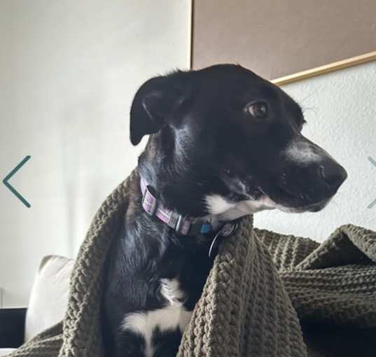 Photo of Onyx