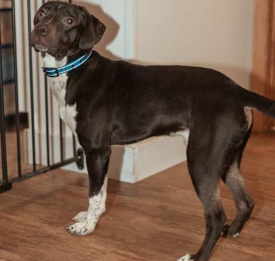 Photo of Scooby