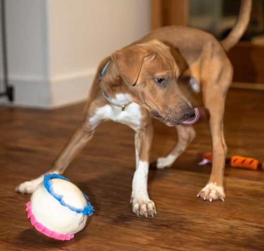 Photo of Scrappy