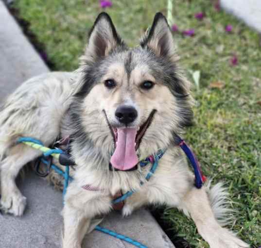 Photo of Whisky