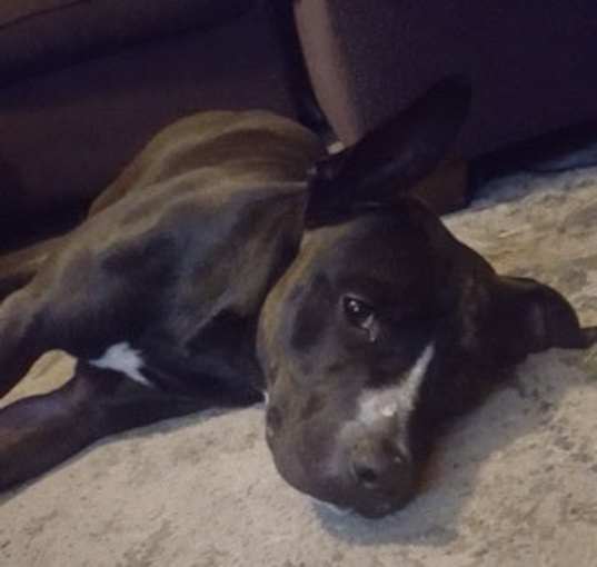 Photo of REBEL