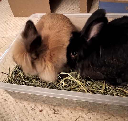 Photo of *Oliver and Hazel