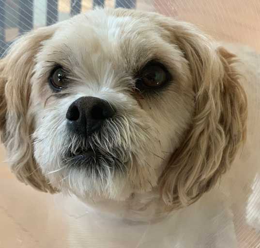 Photo of Teddy