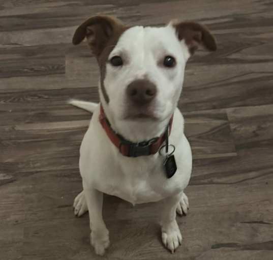 Photo of Milo