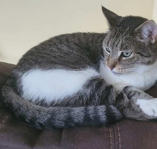 Photo of Zuma