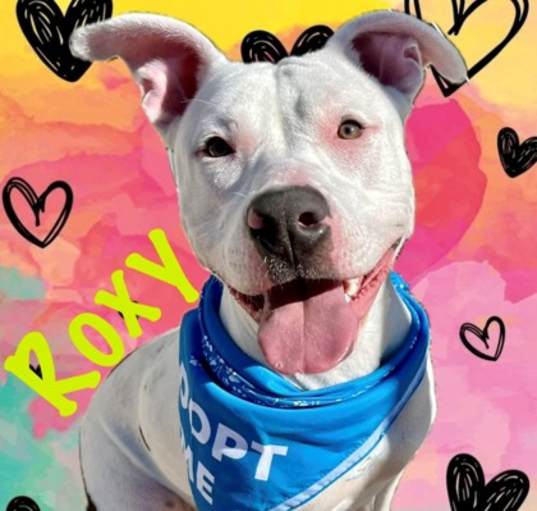 Photo of Roxy