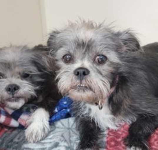 Photo of Blanche and Rose