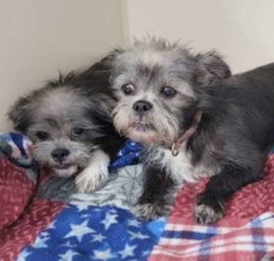 Photo of Rose and Blanche