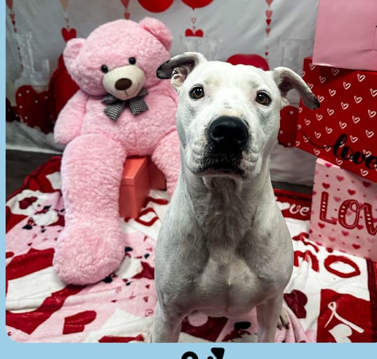 Photo of Dozer