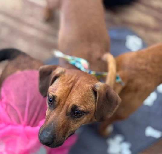 Photo of Slinky