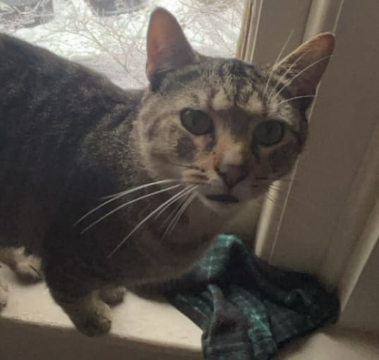 Photo of Gizmo
