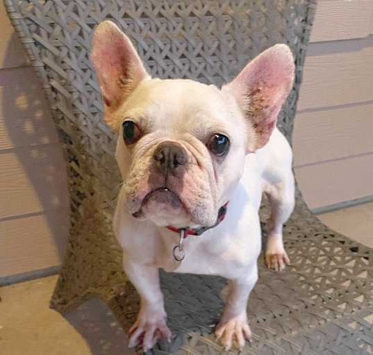 Photo of Penny