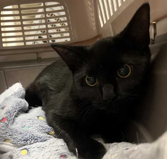 Photo of Shadow