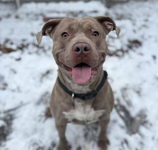 Photo of Pogo