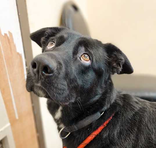 Photo of Pepper