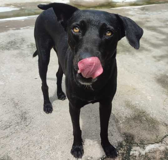 Photo of Pancho