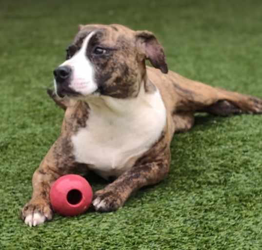 Photo of Snookie 9751