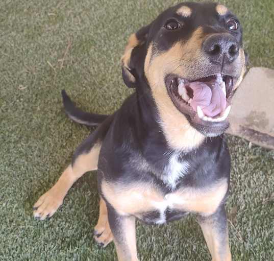Photo of Brandy (aka Brady)