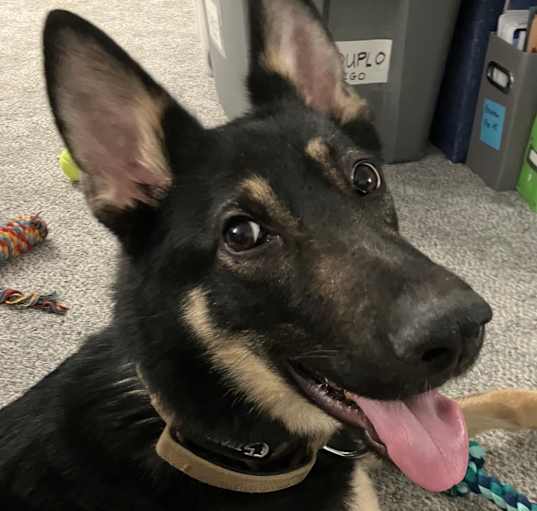 Photo of Nala