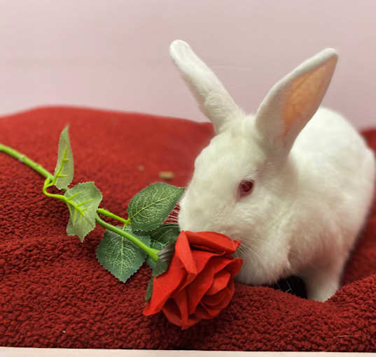 Photo of Snowball