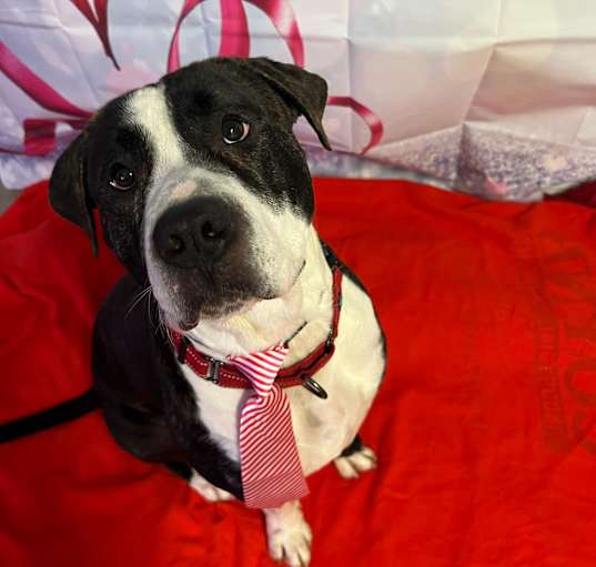 Photo of Murdock