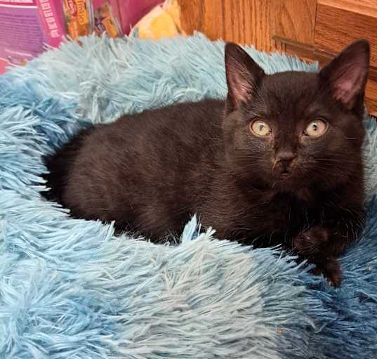 Photo of Poomba
