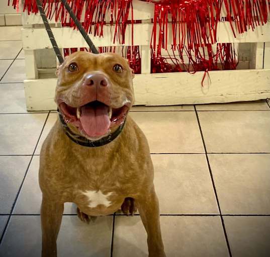 Photo of Buttercup