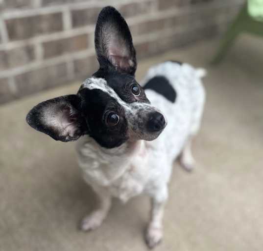 Photo of Oreo