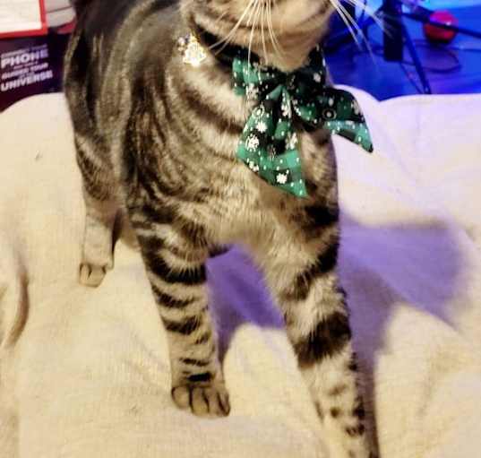 Photo of Jazz-Courtesy Post!