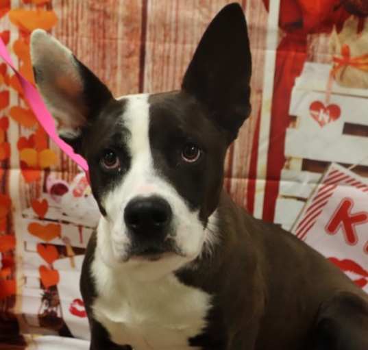 Photo of Adoptable Buddy