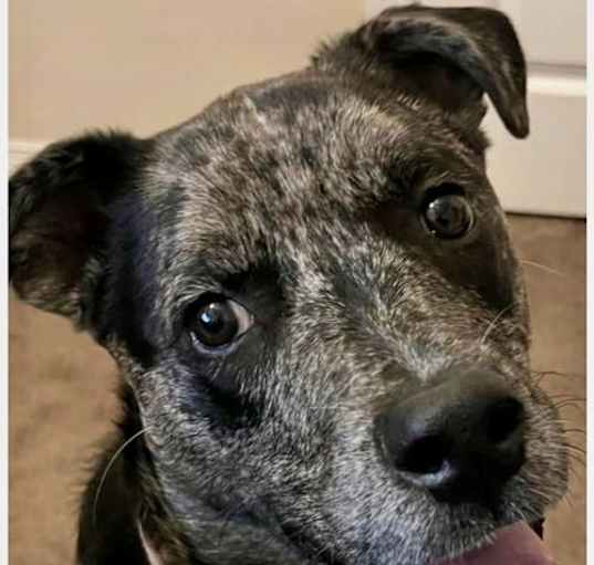 Photo of Stella