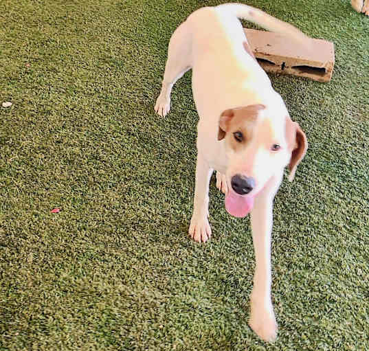 Photo of Dexter 5864