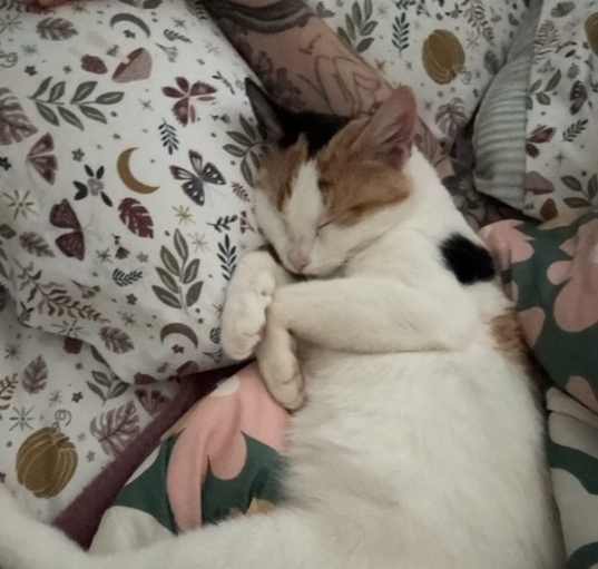 Photo of Poppy