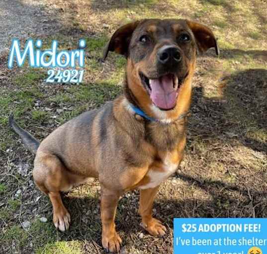 Photo of Midori