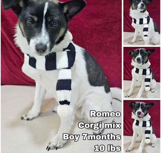 Photo of Romeo from Korea