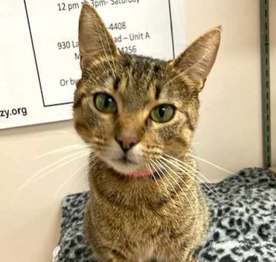 Photo of Olive