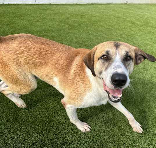 Photo of Sampson