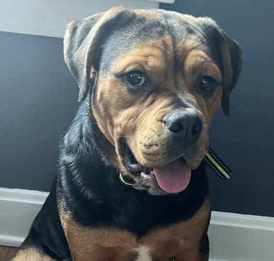 Photo of Dozer