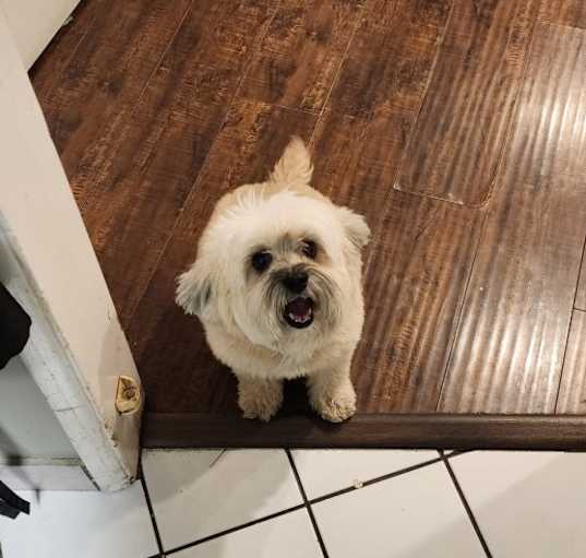 Photo of Coco