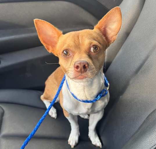 Photo of Pookie